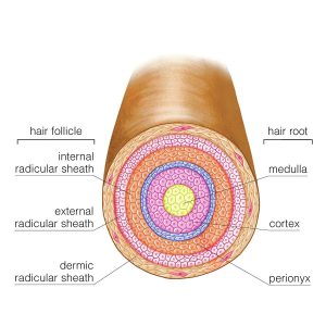THE STRUCTURE OF YOUR HAIR - My Hair Doctor | Prescription Haircare