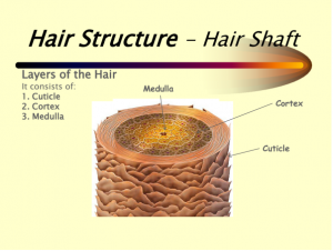 HAIR SCIENCE AND BIOLOGY - My Hair Doctor | Prescription Haircare